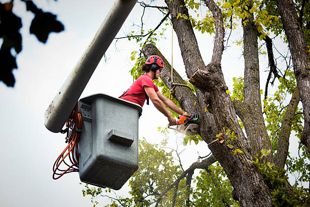 Tree Care Services